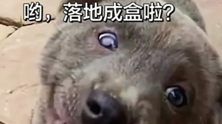 呦~落地成盒啦？