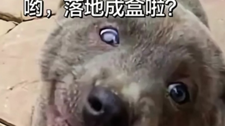 呦~落地成盒啦？