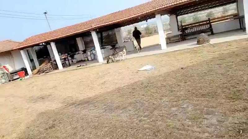 【2022-01-15 11点场】洪湖小肖：基地绿化搞起