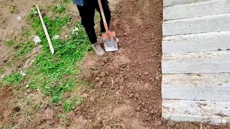 【2022-01-15 17点场】洪湖小肖：基地绿化搞起