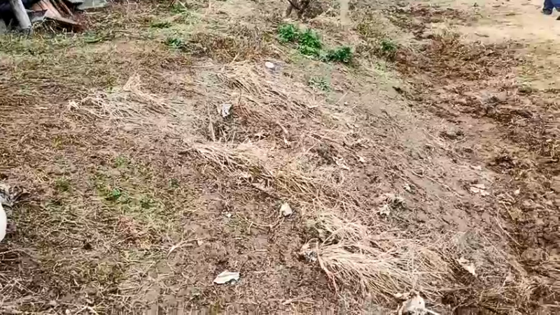 【2022-01-15 13点场】洪湖小肖：基地绿化搞起