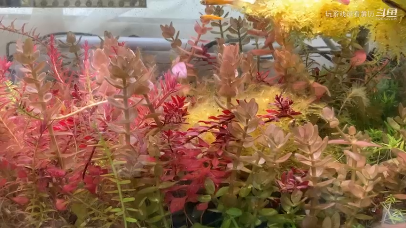 一直在游的鱼