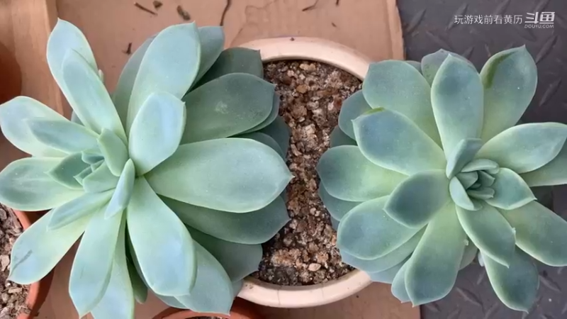 一直在长的植物