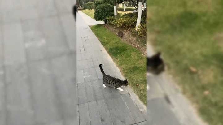 送餐遇上拦路恶喵