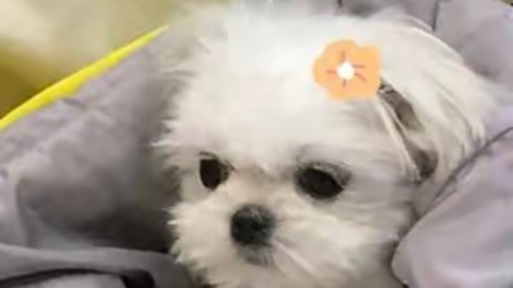 定级赛