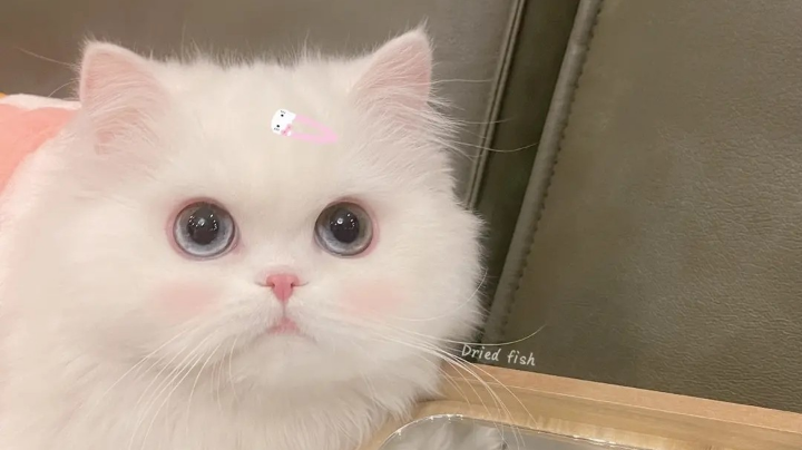 猫猫虫