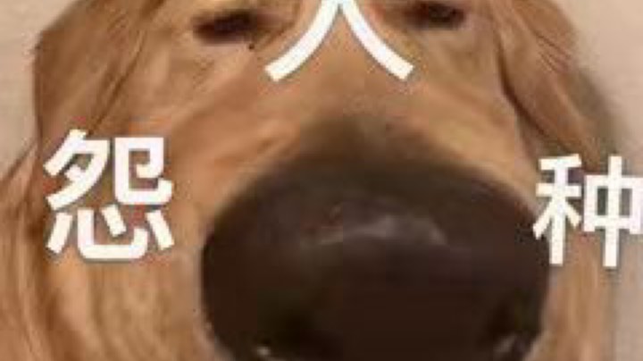 尼克杨抓冒 分奴扣篮