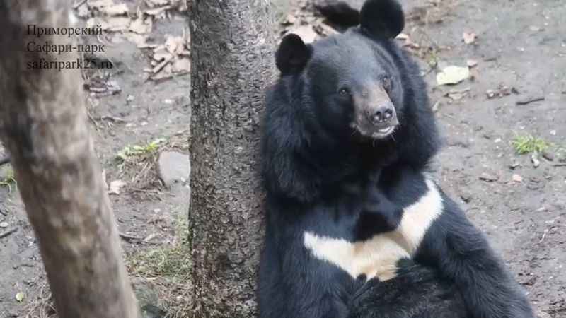 黑熊 与 棕熊：米莎与查克~