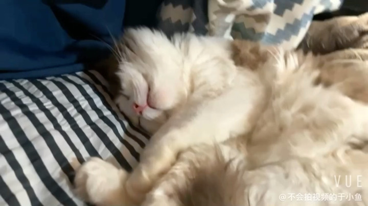 半夜给我家猫喊起来营业哈哈