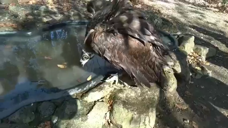 黑色秃鹫在沐浴，它其实是很喜欢干净的动物