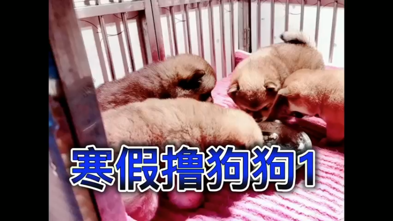 寒假撸狗狗1