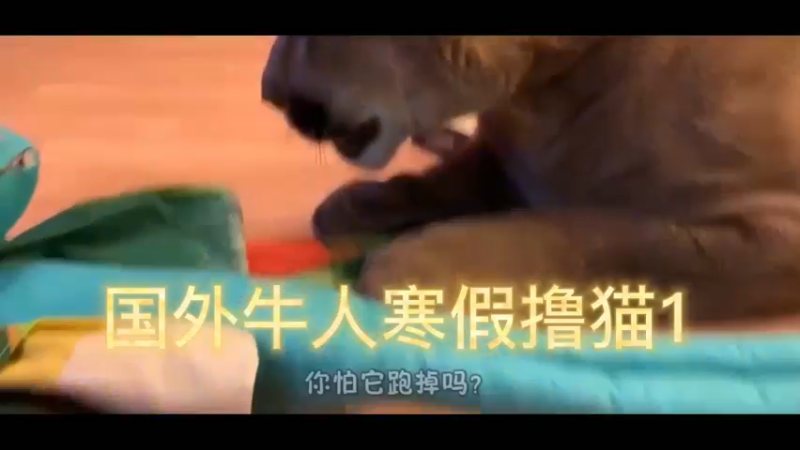 国外牛人寒假撸猫1