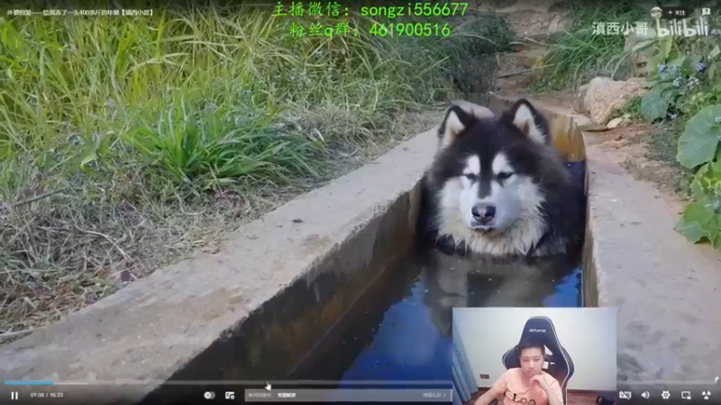 【2022-01-24 09点场】douyu丶松子：蛮王：新版最强上单 没有之一