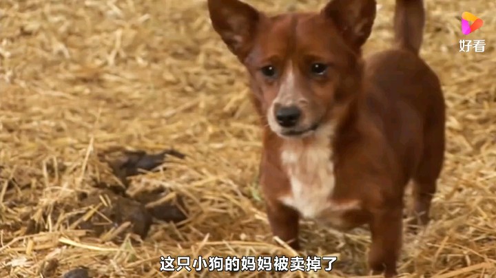 动物的感情比人的纯粹。