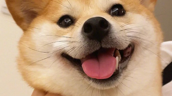 和平菜菜