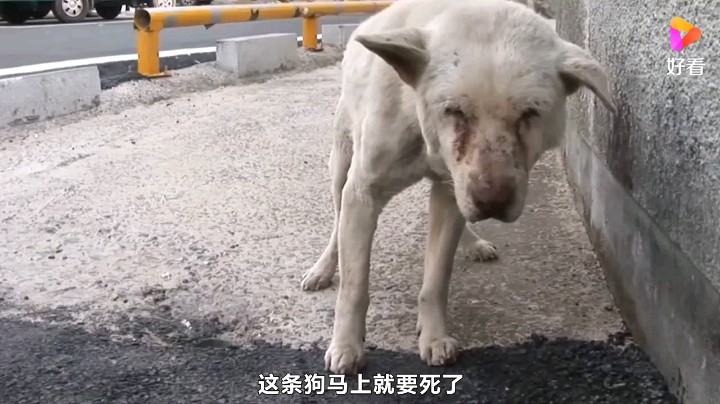 请善待自己身边的人和动物。