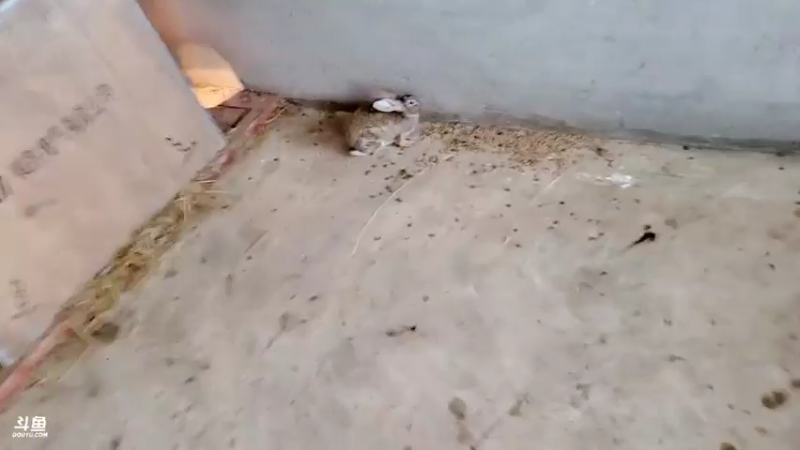 【2022-01-26 16点场】洪湖小肖：祝大家小年快乐337852