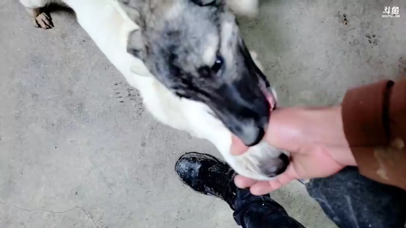 【2022-01-27 17点场】洪湖小肖：干坑分鱼了