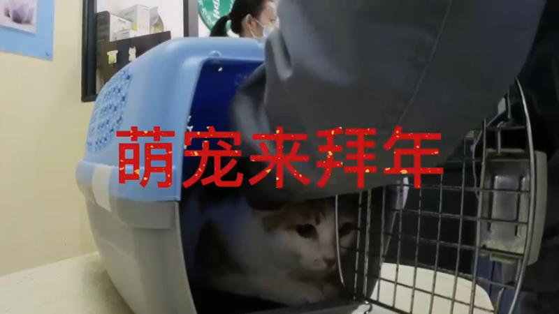 萌宠来拜年