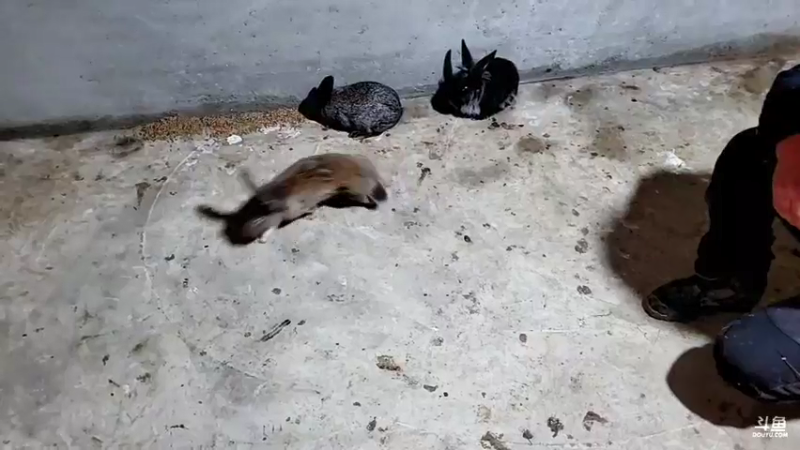 【2022-01-27 19点场】洪湖小肖：祝大家新年快乐 447507