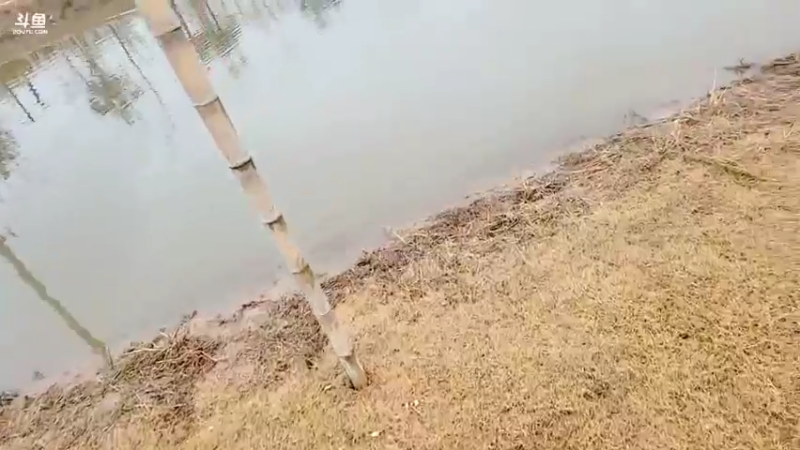 【2022-01-27 13点场】洪湖小肖：干坑分鱼了