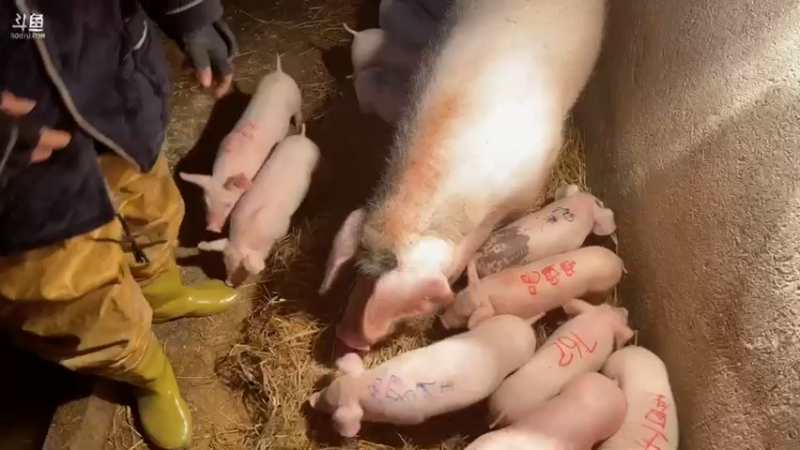 【2022-01-29 16点场】大胖狗koko：大胖狗养猪记