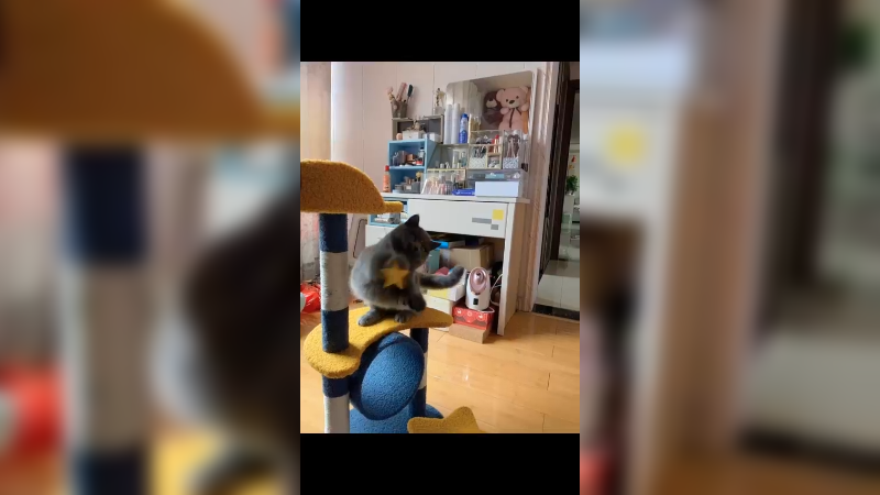 天上掉下了个喵妹妹