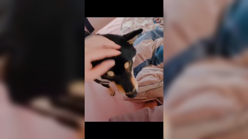 狗子听到主人领了大红包能吃一顿丰盛的早餐立马就不撒娇了！