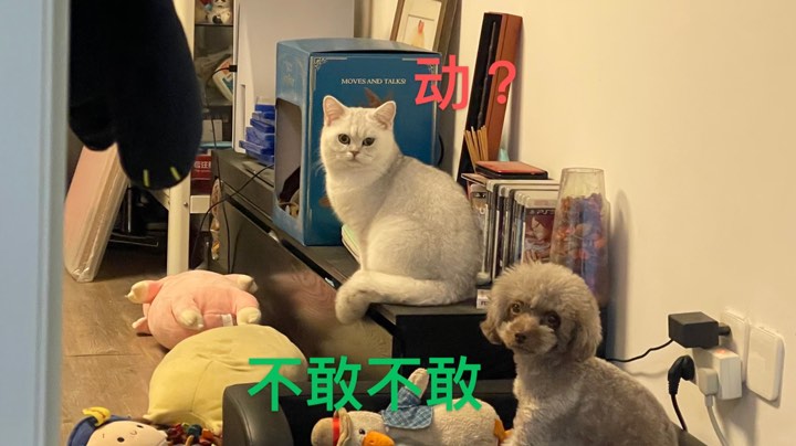 光荣下播不容易