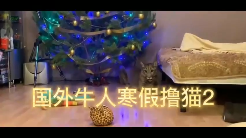 国外牛人寒假撸猫2
