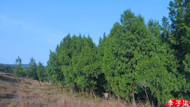 我在斗鱼看李子柒liziqi直播美食