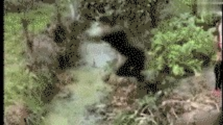 不会