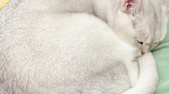 为什么不ban猛犸