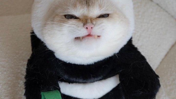 爪子日记
