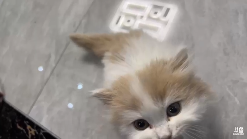 【2022-02-03 19点场】三酒OuO：斗鱼劳模の聊天室^^