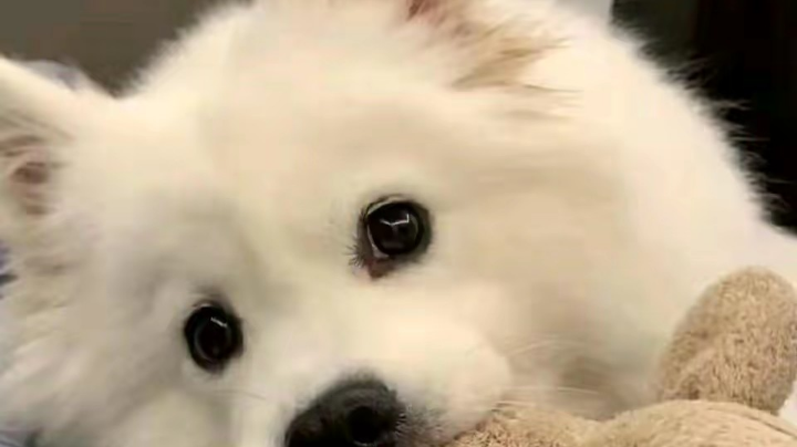 小菜