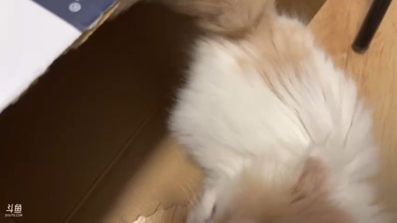 【2022-02-03 19点场】三酒OuO：斗鱼劳模の聊天室^^