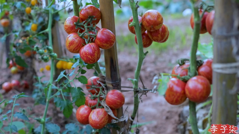 我在斗鱼看李子柒liziqi直播美食