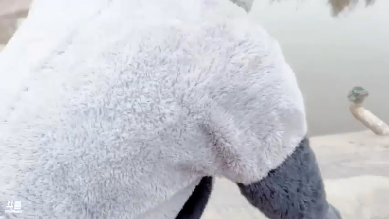 【2022-02-05 11点场】白菇凉：白菇凉:新年快乐呀我的宝