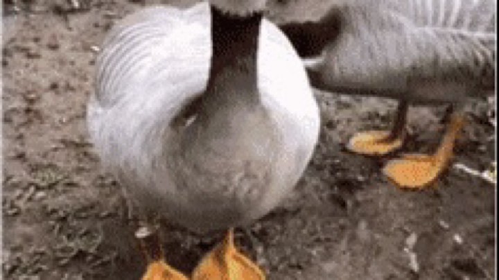 嗷