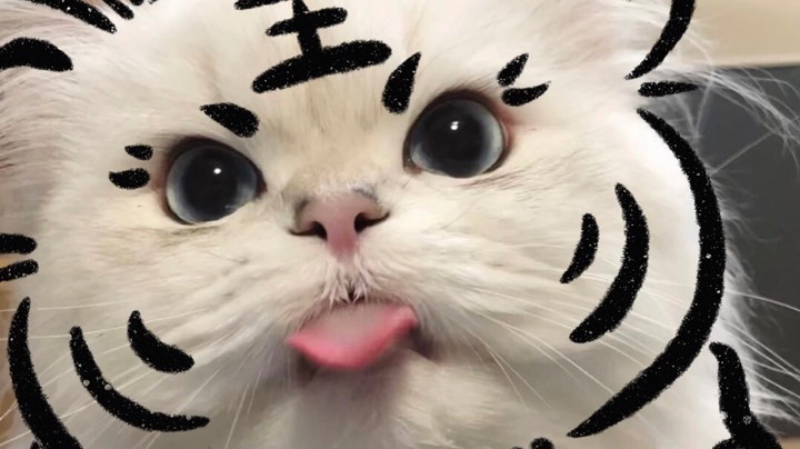 爪子日记