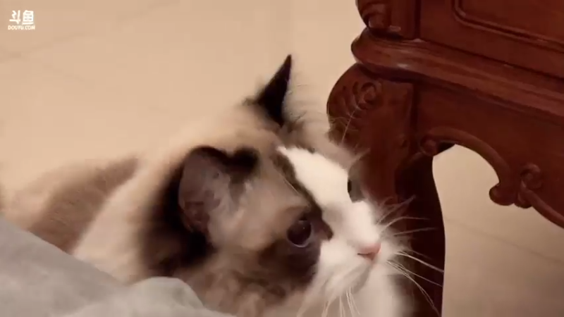 【2022-02-06 19点场】可爱橘QvQ：橘：新年好呀