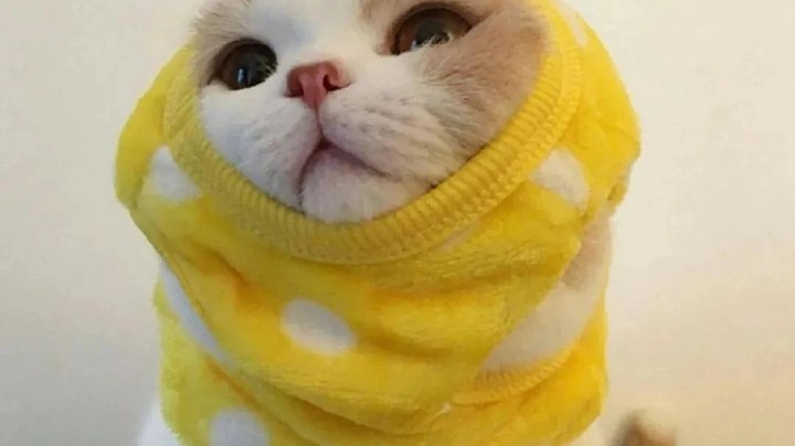 2直播回看