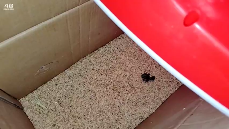 【2022-02-07 18点场】洪湖小肖：初九正式开播了