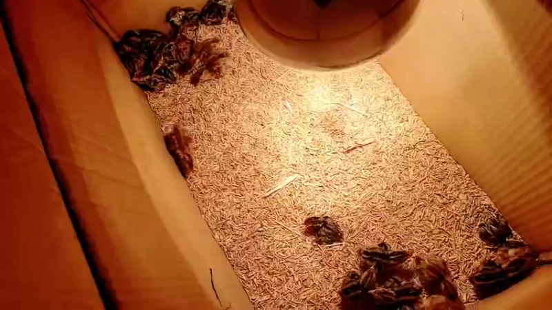 【2022-02-08 13点场】洪湖小肖：初九正式开播了