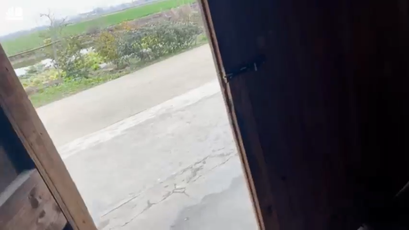 【2022-02-08 17点场】大胖狗koko：快来给猪猪命名吧