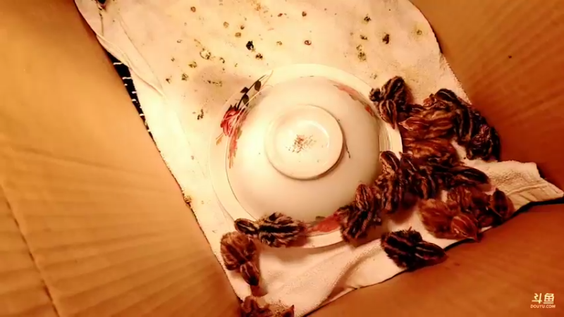 【2022-02-08 19点场】洪湖小肖：初九正式开播了