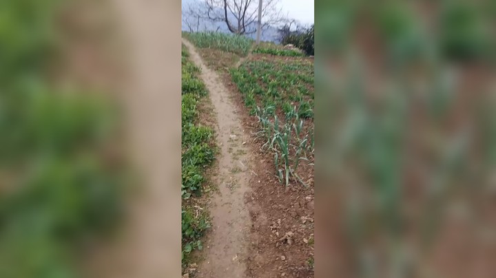 挖香菜啦～