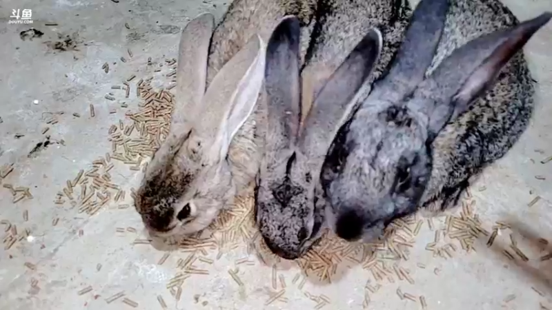 【2022-02-10 22点场】洪湖小肖：开播啦   搞起