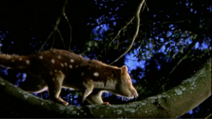 班袋鼬-体型最大的有袋类食肉动物